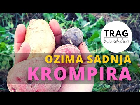Видео: КАРТОФЕЛЬ - ПОДЗИМНЯЯ ПОСАДКА (2021) [СЛЕД РАСТЕНИЯ]
