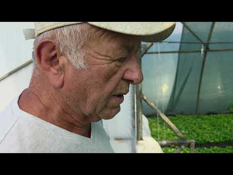 Видео: В продаже рассада земляники садовая с применением стартэко ст Платнировская Кореновский района