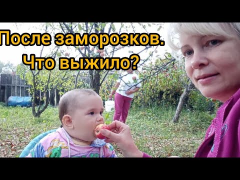 Видео: Первые заморозки (ч. 2). Последствия. Собираем урожай яблок. Как накормить "стадо" кошек?))