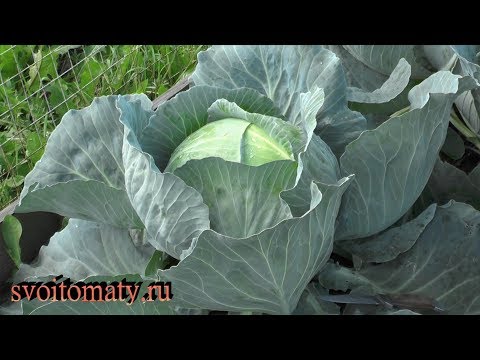 Видео: Капуста среднепоздняя. Как определить время уборки