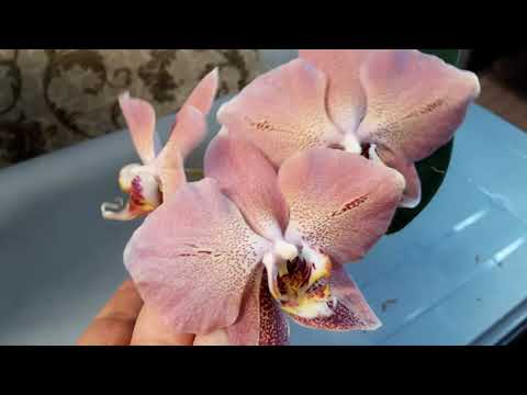 Видео: Мои цветущие красавицы орхидеи. Дикий Кот,  Горячий поцелуй, Леко Фантастик, Балм, Мелодия.