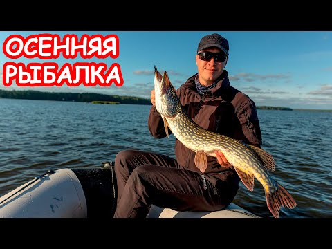 Видео: ЩУКА И СУДАК ОСЕНЬЮ. РЫБАЛКА НА СПИННИНГ