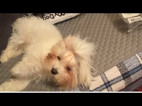 Видео: Formydogs. Распаковка одежды для собак.