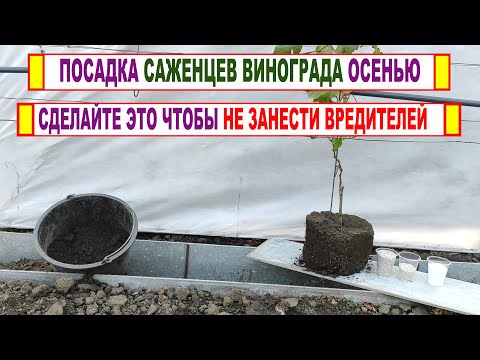 Видео: 🍇 Осенняя посадка ОДНОЛЕТНИХ САЖЕНЦЕВ ВИНОГРАДА на постоянное место. Прием посадки с КОМОМ ЗЕМЛИ.