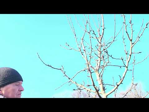 Видео: Обрізка дорослого дерева груші на сіянцевій підщепі, яке щорічно радує хорошим урожаєм