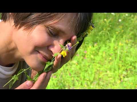 Видео: Травы Ленинградской области