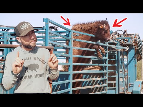 Видео: Работаем с нашим крупнейшим в истории стадом бизонов с использованием НОВОГО ПОДХОДА!