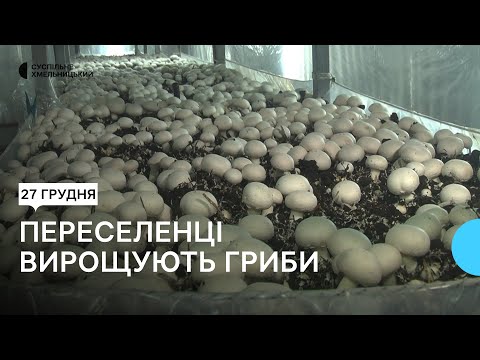 Видео: У Хмельницькому переселенці організували бізнес в хостелі для проживання