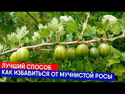 Видео: ЛУЧШИЙ СПОСОБ - КАК ИЗБАВИТЬСЯ ОТ МУЧНИСТОЙ РОСЫ