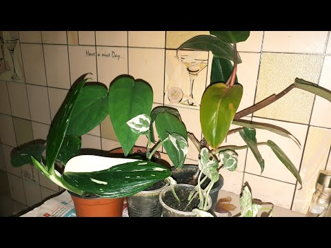 Видео: Пересадка филодендрона "Кобра"//Болталка