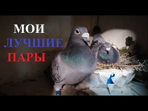 Видео: МОИ СУПЕР ПАРЫ