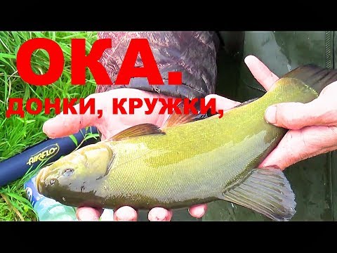 Видео: Рыбалка. Ока. ЛИНЬ. ЩУКА на Кружки...ДОНКИ.