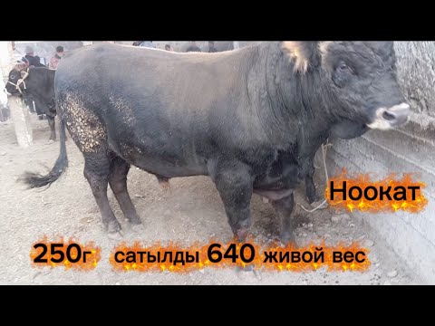 Видео: Ноокат бука базар кызыды 26.10.25