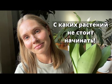 Видео: Настолько ли они неприхотливы в уходе, как о них говорят!