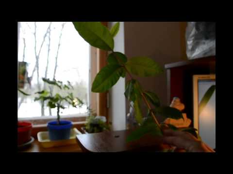 Видео: ЭКЗОТИЧЕСКИЕ РАСТЕНИЯ НА ПОДОКОННИКЕ, МОЯ ГУАЯВА, НАМ ОДИН ГОДИК! ВЕСЕННЯЯ ПЕРЕСАДКА
