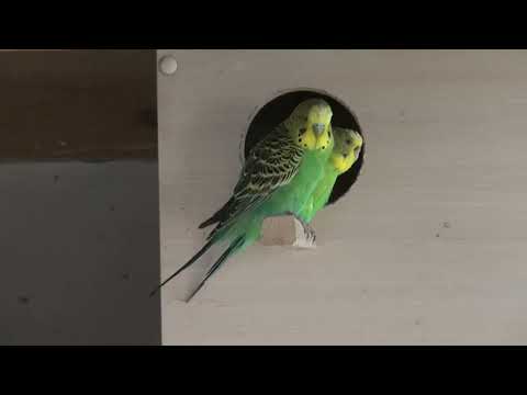 Видео: Попугаи хотят размножаться.