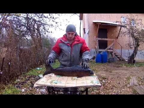 Видео: Подводная охота в тверском карьере. Сазан.