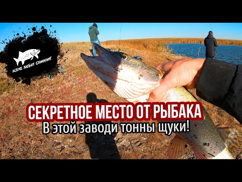 Видео: Подвезли рыбака, а он показал нам заводь, заполненную  щуками #астана #рыбалка #2024