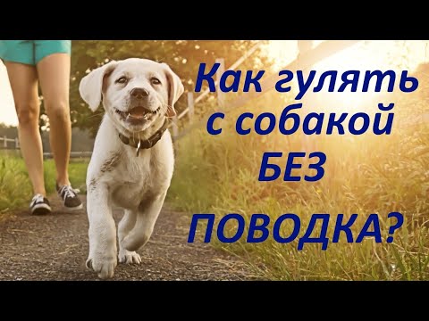 Видео: 320. Как научить собаку гулять без поводка