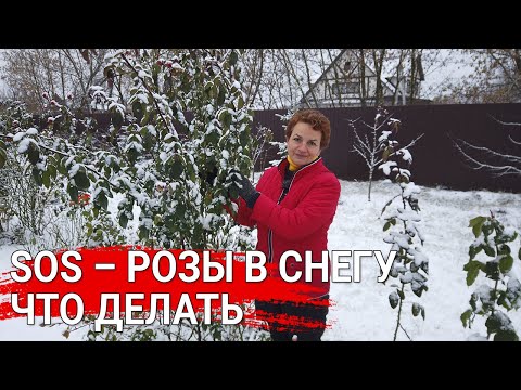 Видео: SOS – розы в снегу – что делать