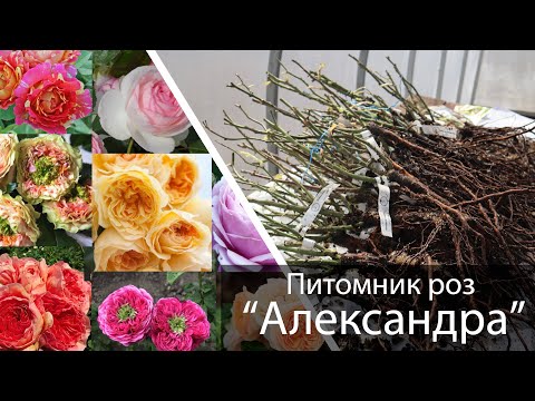 Видео: Обзор посылки с розами - весна 2021 - Питомник "Александра"