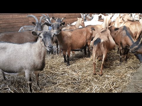 Видео: Ложная беременность коз