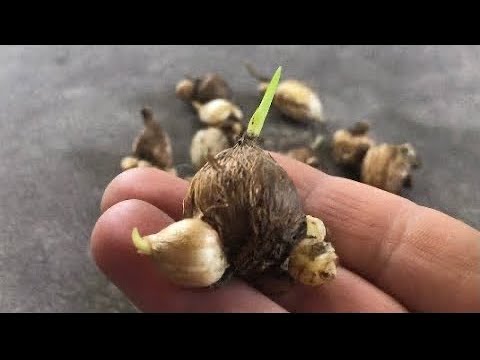 Видео: Посадка Фрезии вместе с деткой на доращивание.