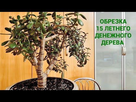 Видео: Денежное дерево. Обрезка 15 летнего денежного дерева.