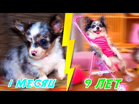 Видео: СТЫДНЫЕ ИСТОРИИ ЩЕНКА ИЗ ДЕТСТВА ГЛАЗАМИ СОБАКИ В ДЕНЬ РОЖДЕНИЯ СОФИ