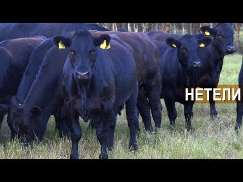 Видео: Пастбище для нетелей и два Супер-быка КФХ Александра Москвина
