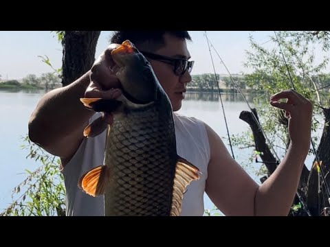 Видео: ОЗЕРО КАЙНАР! С НОЧЁВКОЙ! #карповаяловля #врек #рыбалка2023 #лайк #like #рыбалкаиохота #карп #сазан