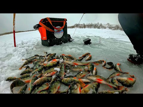 Видео: ОНИ ЖРУТ КАК В ПОСЛЕДНИЙ РАЗ! БЕШЕНЫЙ КЛЁВ, СНИМАЮ ПОДЛЕДНЫЙ КЛЁВ! ПЕРВЫЙ ЛЕД 2025-2026