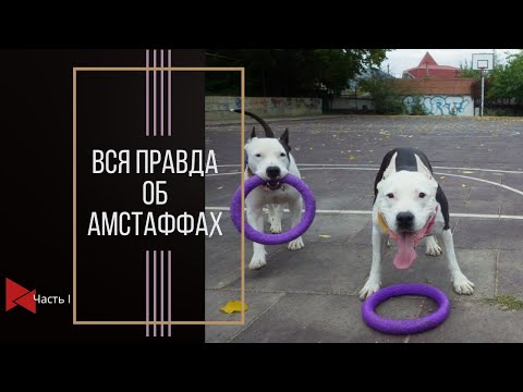 Видео: Вся правда об американских стаффордширских терьерах