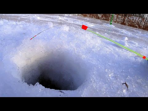 Видео: ОБЛОВИЛ с БЕЗМОТЫЛКОЙ даже все уловистые балансиры! Зимняя рыбалка 2023 ловля окуня и плотвы со льда