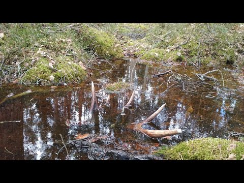 Видео: #6-23 Поиск рогов в Налибокской пуще, март 2023, zrzuty poroże jelenia losia 2023