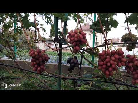 Видео: виноград РУБИНОВЫЙ ЮБИЛЕЙ. ГРОЗДЬ на ВЕСАХ.