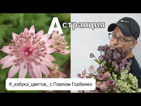 Видео: Астранция . Полезные советы и истории о цветах с Павлом Горбенко