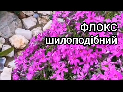 Видео: Флокс шилоподібний: посадка, догляд, розмноження Ґрунтопокривні рослини #квіти #квітник #флокс