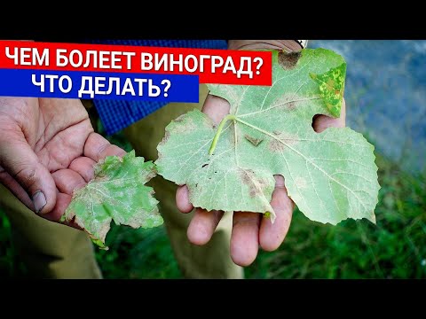 Видео: Чем болеет виноград? Что делать?