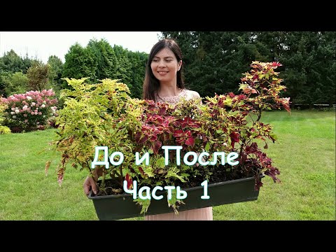 Видео: Колеусы 28 сортов: Черенкование, Пересадка и Результат