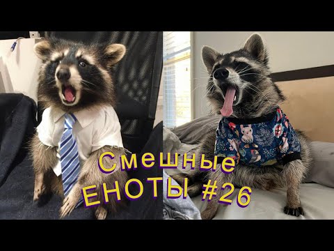 Видео: Cмешные ЕНОТЫ #26 / Приколы с ЕНОТАМИ 2022 / Funny Raccoons.