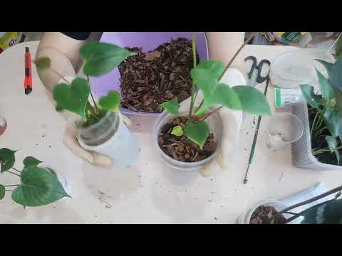 Видео: Антуриум. Результат стимуляции на примере моих экземпляров.