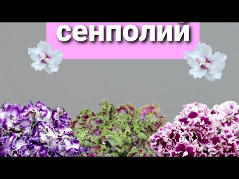 Видео: 50 сортов цветущих сенполий▪︎Фотоальбом 2025