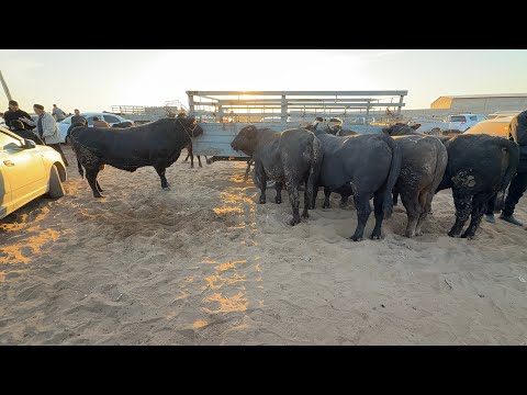 Видео: ЭЛЛИККАЛА МОЛ БОЗОР НАРХЛАРИ 30 10 2025 г.