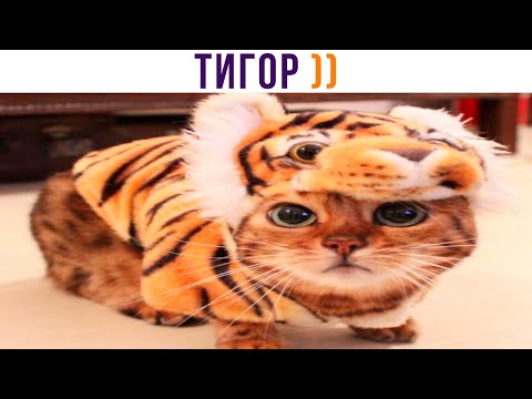 Видео: ТИГОР! РРРРР!!! хе-хе ))) | Приколы с котами | Мемозг 1356