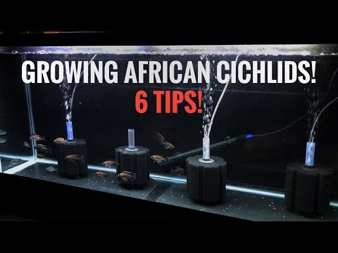 Видео: ВЫРАЩИВАНИЕ МОЛОДЫХ АФРИКАНСКИХ ЦИХЛИД! 6 советов, которые помогут вам вырастить рыбок быстрее!