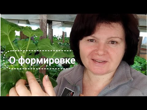 Видео: Делаю пышные формы! Как быстрее зацвести. Обзор новой коллекции пеларгоний.