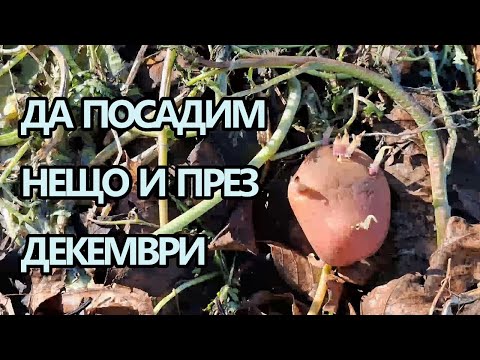 Видео: Засаждане на картофи в  последния хубав слънчев ден за годината - Tony's permaculture garden