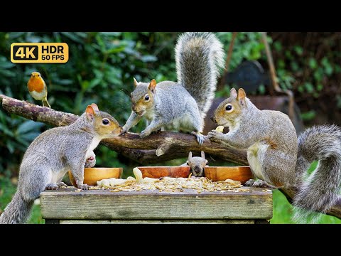 Видео: [NO ADS] Кино Для кошек и собак 😸 Белки едят корм для птиц 🐿️ птички для кошек