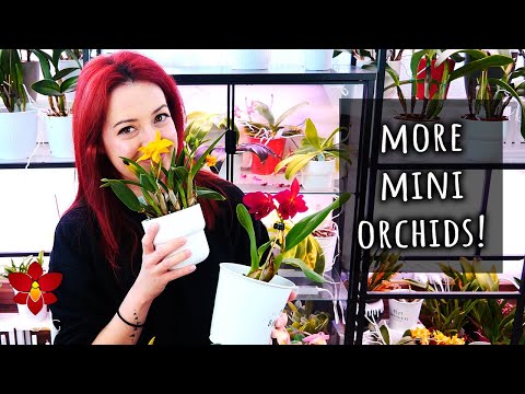 Видео: ЕЩЕ 4 мини-орхидеи каттлеи, которые вам стоит иметь!